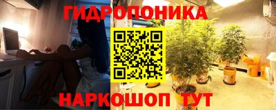 крисы Гатчина