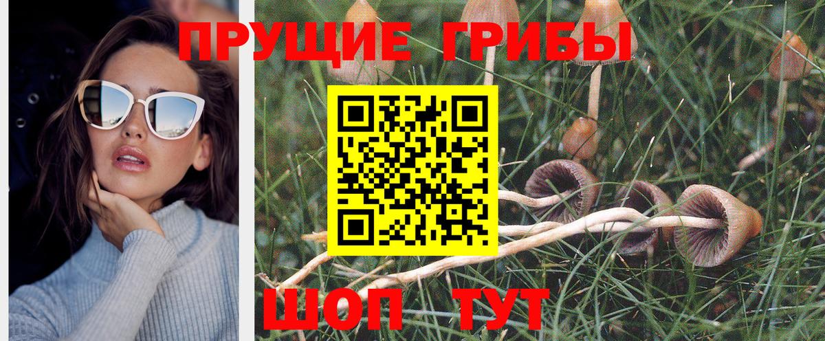 Псилоцибиновые грибы MAGIC MUSHROOMS  цена   Камень-на-Оби  Вход с VPN 