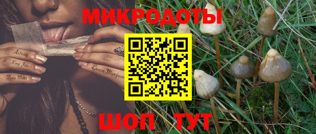 Галлюциногенные грибы Psilocybe Камень-на-Оби
